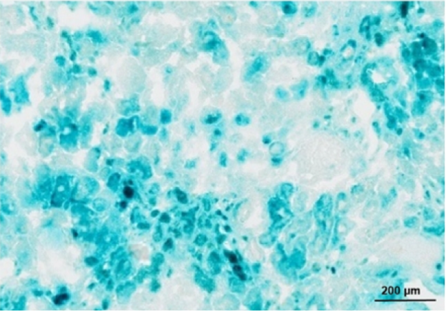 β-Galactosidase as a Functional Readout in Drug Development